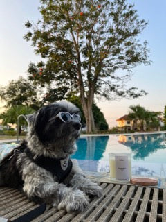 Dog relaxing with scented candle at 250 ML by LUMI Candles PH