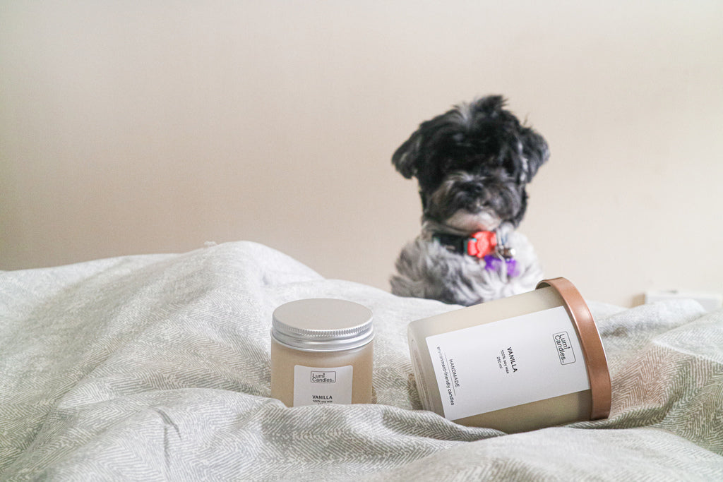 Vanille scented candles cozy and safe for dogs by LUMI Candles PH